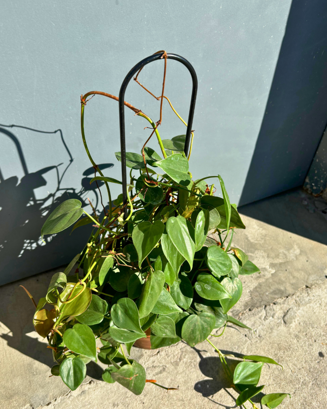 U-Shaped Plant Trellis: 22" Steel Plant Support, Black Coated Finish