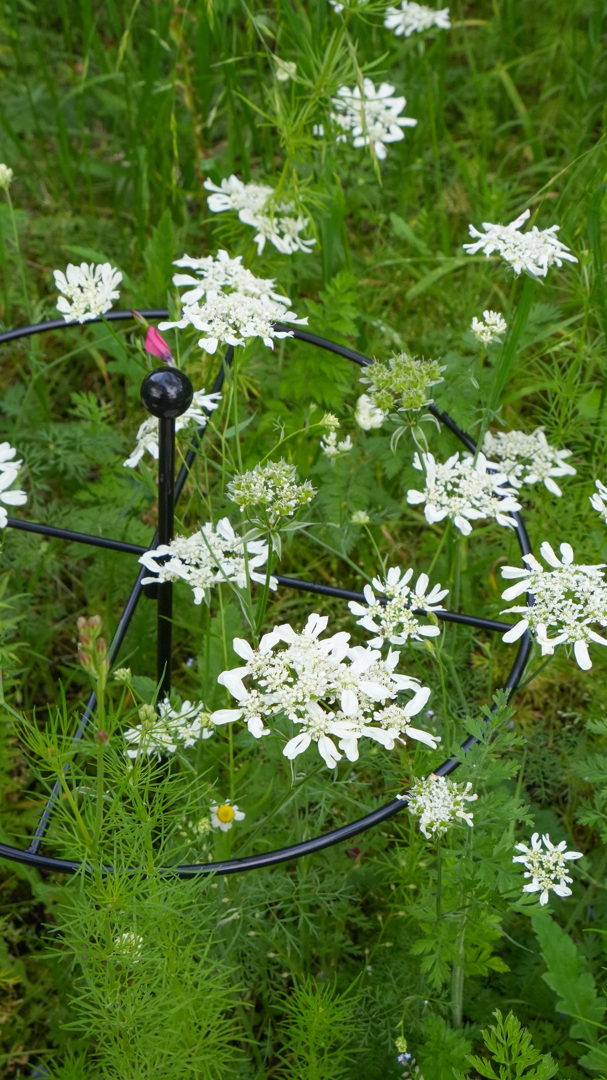 Metal Go-Through Plant Stake: Helicopter Style, Black or Rustic Finish