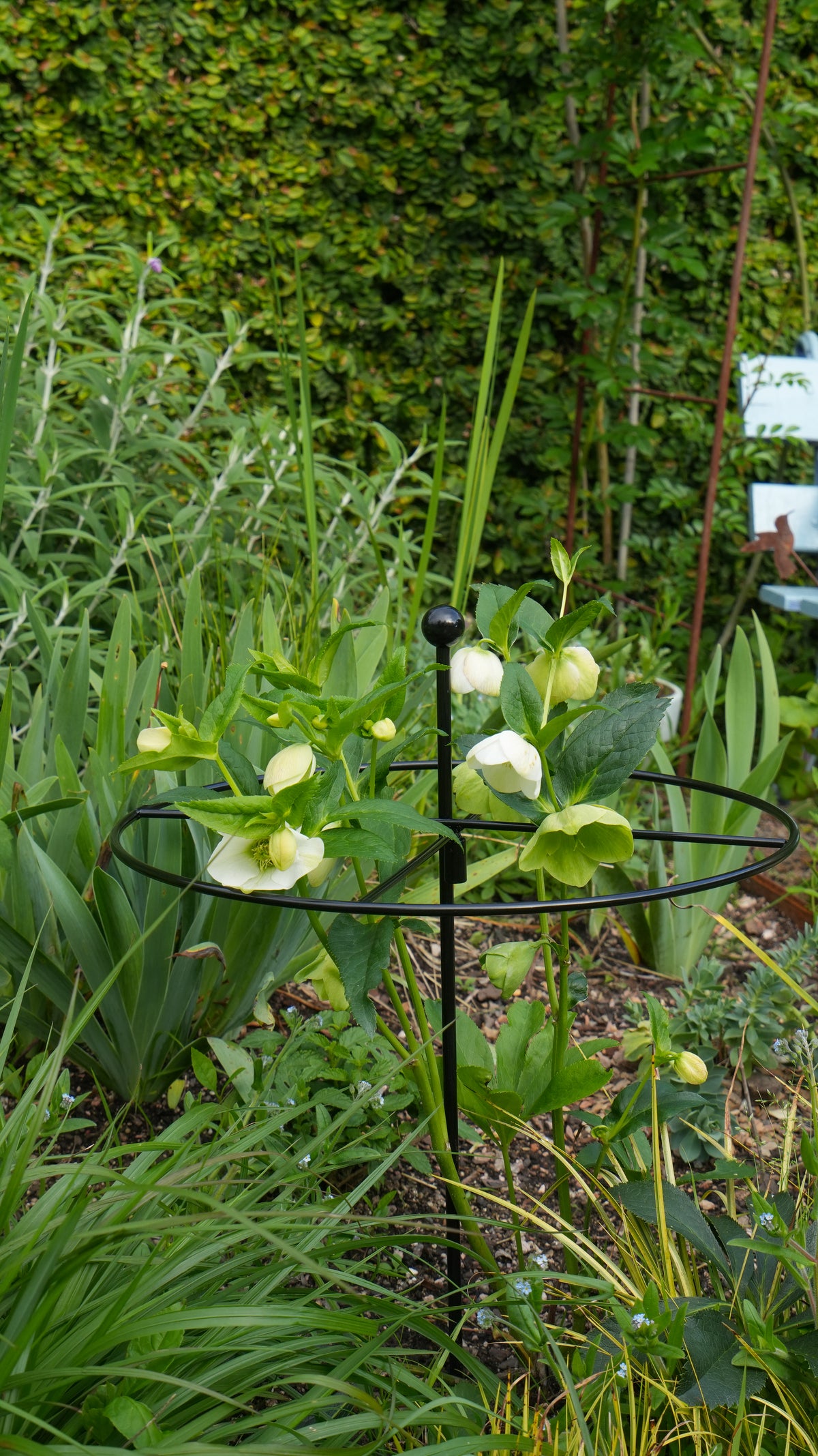 Metal Go-Through Plant Stake: Helicopter Style, Black or Rustic Finish