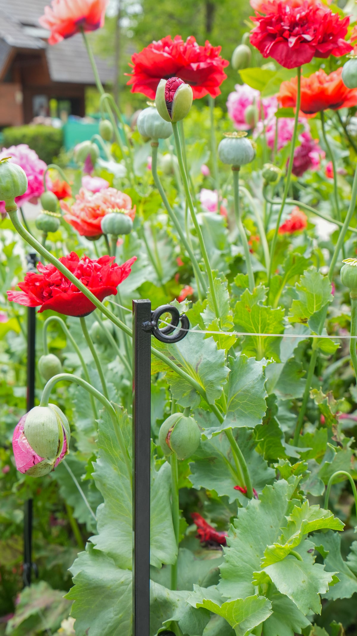 Steel Garden Border Posts: 39" Stakes for Garden Edging & Walkways, Black Coated or Rustic Finish