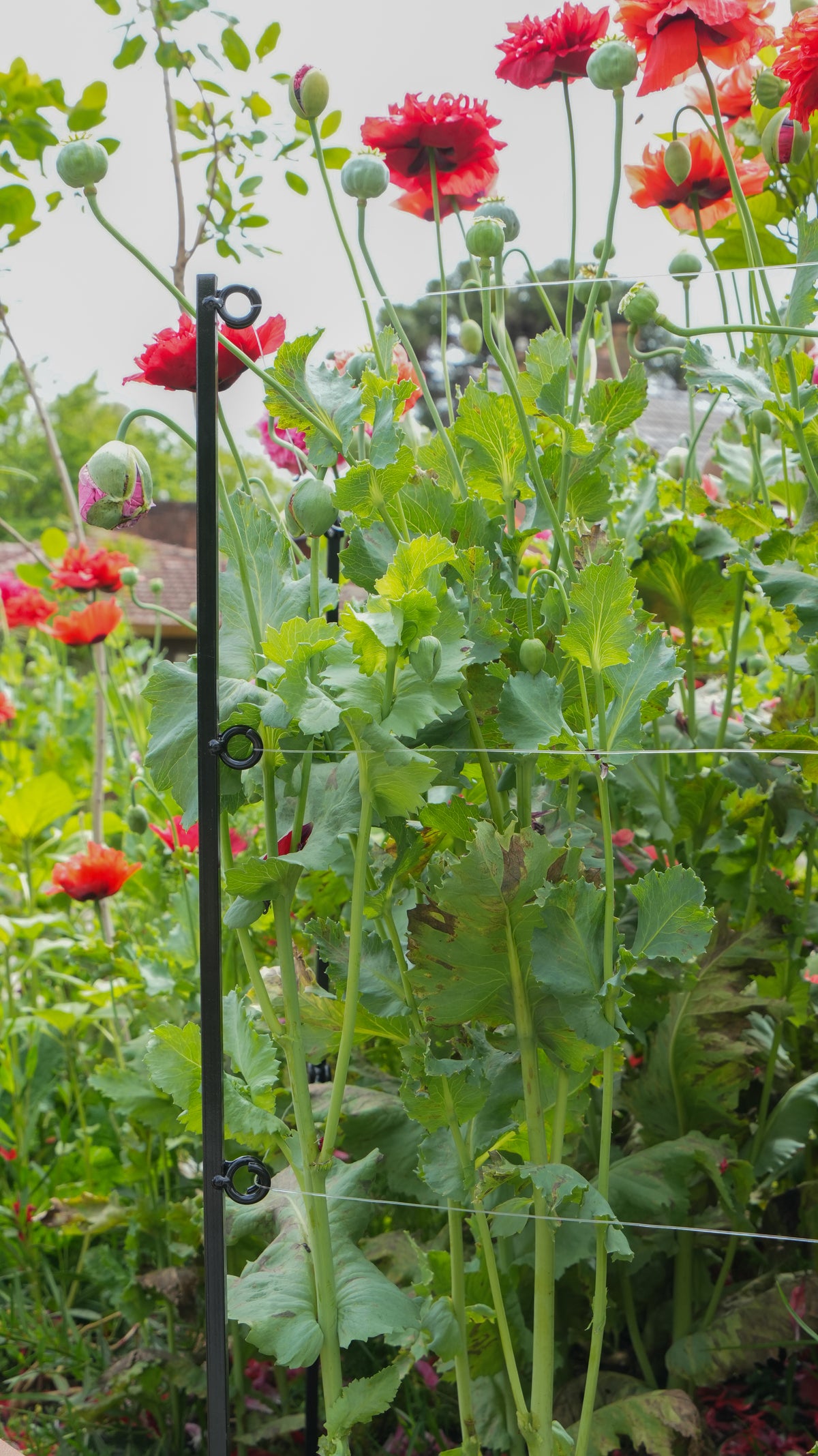 Steel Garden Border Posts: 39" Stakes for Garden Edging & Walkways, Black Coated or Rustic Finish