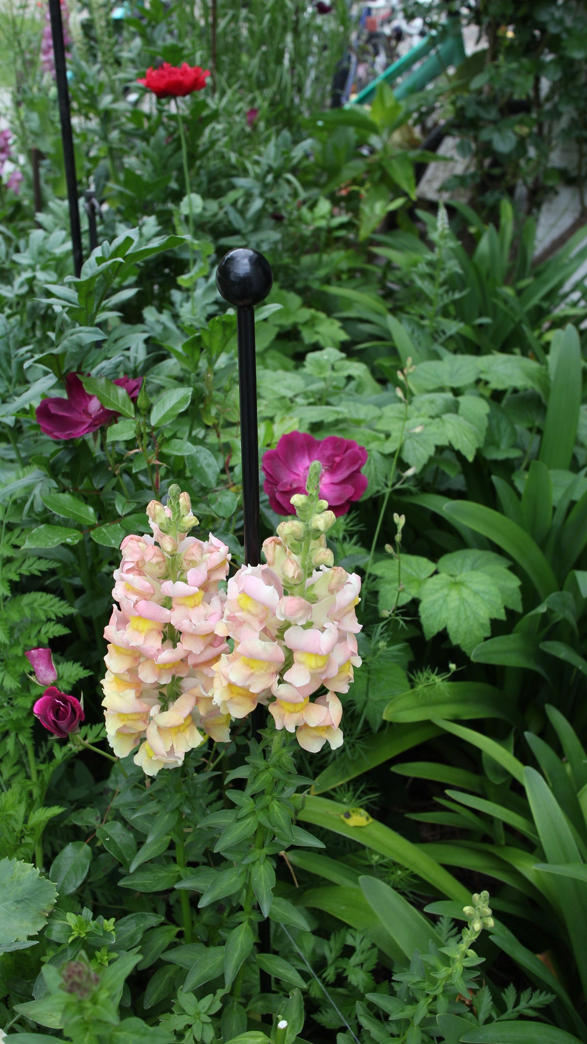 45" Metal Plant Stake