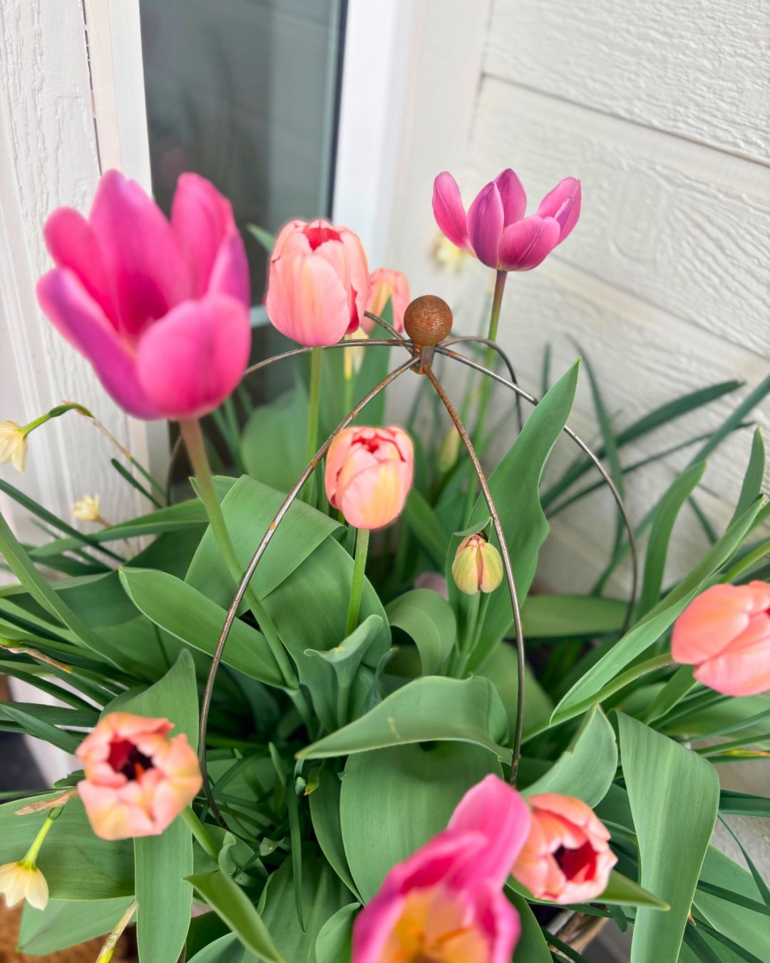 Crown Topiary Cage Trellis – Rustic Metal Plant Support