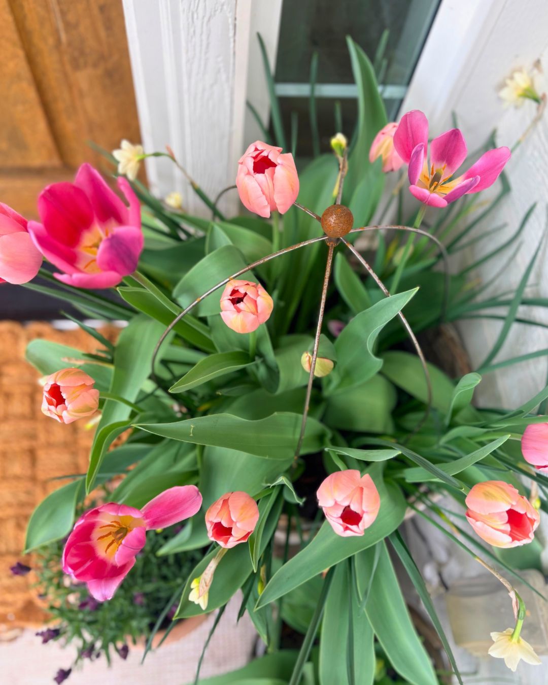 Crown Topiary Cage Trellis – Rustic Metal Plant Support