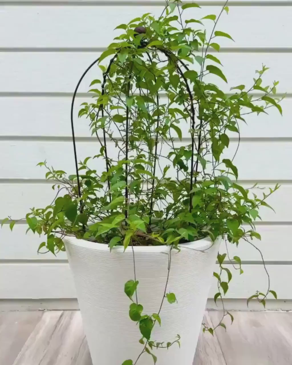 Crown Topiary Cage Trellis – Rustic Metal Plant Support